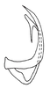 Aedeagus, lateral view on Coarctana secara (DeLong & Triplehorn, 1979): Male: aedeagus, lateral view. (Observation).
