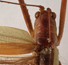 CollectionObject 1534725; 0c8b9bc8-b13c-4082-89ea-fd0ed5b9ee6e: female pronotum, dorsal view (syntype). (CollectionObject).