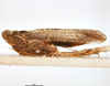 Habitus, lateral view: !! display not done !! on Copicerus irroratus Swartz, 1802: (Observation).