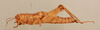 CollectionObject 1519000; 377a798a-8846-4b72-b717-db56cf4e46e8, NHMUK015105211: female, lateral view (holotype of Zeylonacris cingalensis). (CollectionObject).