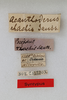 CollectionObject 1558137; 1538b937-0ef1-466b-a439-0ce0bdb24f0a: copyright MNHG, Geneva. female, data labels (syntype). (CollectionObject).;CollectionObject 1558138; e96a9060-98ad-481a-b0ea-009f1452e544: copyright MNHG, Geneva. female, data labels (syntype). (CollectionObject).