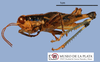 CollectionObject 1513558; d6db254a-5013-48f6-95f0-e8941a1475cc, MLP4141: male, lateral view (paratype). (CollectionObject).