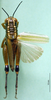 CollectionObject 1501664; a39a6b59-04c9-44c6-8c6d-b81e0e461424, DORSA BA000062S01: female, dorsal view (holotype). (CollectionObject).