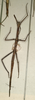 CollectionObject 1559026; NMW 779, 7e1847a0-cd7c-432d-9d71-6405e0886c23: copyright NMW, Vienna. female (syntype). (CollectionObject).