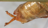 CollectionObject 1532225; NMW 15467, e0382519-eaf5-4d8e-b4a9-0692e6ec54f5: male abdomen tip, dorsal view (syntype). (CollectionObject).