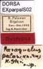 CollectionObject 1574683; 2477b91d-f54b-453c-936f-eab58bb228c1: female, labels (syntype). (CollectionObject).