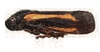 Habitus, lateral view on Zuata pica (Jacobi, 1908): (Observation).