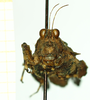 CollectionObject 1586180; 65e16a48-6f86-4c54-9b9f-2def91156732: female, frontal view. (CollectionObject).