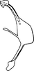 Aedeagus, lateral view: Aedeagus, lateral view. (Observation).