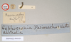 CollectionObject 1560499; NHMUK(SF IMPORT DUPLICATE) 845031, b7a4693e-b682-4524-86ad-f6d681aeedb5: copyright Natural History Museum, London. female, data labels [round label reversed] (holotype). (CollectionObject).