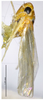 Habitus, lateral view on Arboridia (Arboridia) zhenyuana Song & Li, 2013: (Observation).