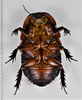 CollectionObject 1618722; 7ae1179e-1bf4-453c-88bf-89c6df053ef6: (CollectionObject).