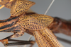CollectionObject 1561432; NMW 183, de918419-4f5f-4be0-b0cb-51864eb2ab1c: copyright NMW, Vienna. female forewings (holotype). (CollectionObject).