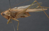 CollectionObject 1505663; b913872e-aee1-4fd2-9bf5-72d29d2ae84e: male, lateral view (syntype of Xiphidium nitidum). (CollectionObject).