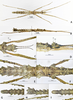 Cnipsomorpha liangheensis Wang, Wu, Xie & Qian, 2026: holotype (female). copyright SWFU, Yunnan, China. (Otu).