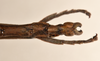 CollectionObject 1598195; c1d630a7-cb30-41a8-9955-a5c88c837715: copyright QM. male: end of abdomen, dorsal view (paratype). (CollectionObject).;CollectionObject 1598196; 92134e30-9cd1-46d1-8eda-fc8d0a34f9dd: copyright QM. male: end of abdomen, dorsal view (paratype). (CollectionObject).
