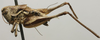 CollectionObject 1535140; d6b64985-9ad4-4c2a-8085-eee6970f5694: male, lateral view (syntype). (CollectionObject).