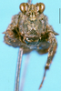 CollectionObject 1505037; 6c6caa1a-f162-4b80-82c9-40923e3fa814: female, frontal view (syntype). (CollectionObject).