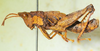 CollectionObject 1498705; c17090d7-5ef8-4672-a32b-f6e027c7f5c6: male, lateral view. (CollectionObject).