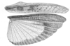 Fig. 4. right wings. Depicts Xyleus discoideus discoideus (Serville, 1831), an Otu.