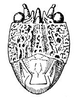 Liparoscella modesta (Brunner von Wattenwyl, 1895): Fig. 49. female face. (Otu).