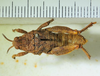 CollectionObject 1498703; ba0b4d5c-9422-4f32-9e56-630015aec536: male, dorsal view. (CollectionObject).