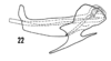 Aedeagus, lateral view: !! display not done !! on Haplaxius pictifrons (Stål, 1862): (Observation).