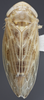 Habitus, dorsal view: Dorsal. (Observation).