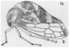 Habitus, lateral view on Cyrtolobus funkhouseri Woodruff, 1924: (Observation).