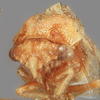 Head: !! display not done !! on Cyrtolobus frigidus Ball, 1932: (Observation).