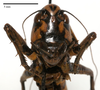 CollectionObject 1532085; 10f3d0d4-5431-4ddb-b201-511909b44e16: male frons (holotype). (CollectionObject).