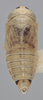 Habitus, dorsal view: Dorsal - Male. (Observation).