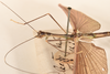 CollectionObject 1559668; e70602ff-800d-4997-bba6-2b38a3242b19: copyright OUMNH. male: head & thorax, lateral view of synonym Necroscia euplectes (holotype). (CollectionObject).