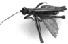 CollectionObject 1519707; 74ab57e3-b6bb-47a4-ba2d-a6d322d23574: Image, Carbonell, C.S. at the British Museum, 1970. male, dorsal view (holotype). (CollectionObject).