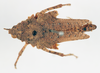 CollectionObject 1540646; a3e29908-4e3c-4977-a2a8-d7b229d4c686: female, dorsal view (syntype of Ommexecha lugubris). (CollectionObject).