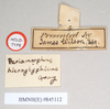 CollectionObject 1557222; NHMUK(SF IMPORT DUPLICATE) 845112, dfab928e-c74c-485d-b0ea-87ae5987a766: copyright Natural History Museum, London. female, data labels [reversed as applicable] of synonym Perlamorphus hieroglyphicus (syntype). (CollectionObject).