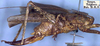 CollectionObject 1517068; d83c47a2-7e8f-4774-9c3a-855ba6d0342a: female, lateral view (holotype). (CollectionObject).