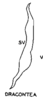 Stylus on Dragonana dracontea (Gibson, 1919): (Observation).