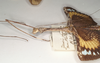 CollectionObject 1561391; c2b545e0-f65b-445d-8c94-ccf5d98b8b33: copyright OUMNH. female: head and thorax, lateral view of Necroscia zeuxis (syntype). (CollectionObject).;CollectionObject 1561392; 42fc9fba-64dd-45a8-9c4b-d3f6ad783312: copyright OUMNH. female: head and thorax, lateral view of Necroscia zeuxis (syntype). (CollectionObject).