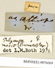 CollectionObject 1573083; e0233d1d-45c5-4644-a9d1-0036394e48c8: Copyright Natural History Museum, London. Labels from non-type (adult female) in BM(NH). (CollectionObject).
