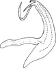 Aedeagus, lateral view on Edwardsiana geometrica (Schrank, 1801): Aedeagus, lateral view. (Observation).
