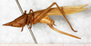CollectionObject 1531625; 7af52504-3828-4b1b-bf63-70cec441861e: female, lateral view (holotype). (CollectionObject).