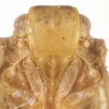 Head on Capistra Fennah, 1947: Capistra basalis (Caldwell, 1951). (Observation).
