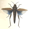 Descampsacris serrulata (Thunberg, 1824): Plate XXI, 1. female, dorsal view (spread wings) (previously Synonym Ommexecha cyanopterum). (Otu).