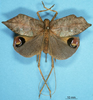 CollectionObject 1537592; cb4e2d61-a467-4427-99e2-98e315e24601: female, dorsal view (variey sera). (CollectionObject).