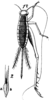 Lebinthus bitaeniatus Stål, 1877: Pl.18, Fig. 59.1,2. female (Paraeneopterus bitaeniatus). (Otu).