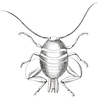 Myrmecophilus (Myrmecophilus) acervorum (Panzer, 1799): Pl IX, Fig. 3. female. (Otu).