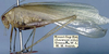CollectionObject 1517193; fb893a35-5280-4da2-a85e-2f7174690519: male, lateral view (syntype). (CollectionObject).