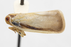 Habitus, lateral view on Antillormenis martinicensis Fennah, 1947: (Observation).