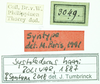 CollectionObject 1585769; 6105cb13-8bb9-4189-9d5f-46507213264b: labels (syntype). (CollectionObject).